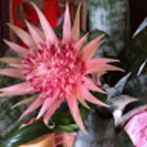 Meet your Posher, Heidi